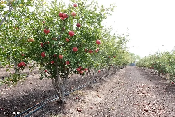 Pomegranate PlantHybrid And GraftedEasy To Grow[AN1001][a459]-thumb0