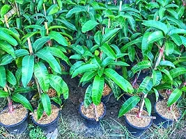 URAN Mango Plant-thumb1