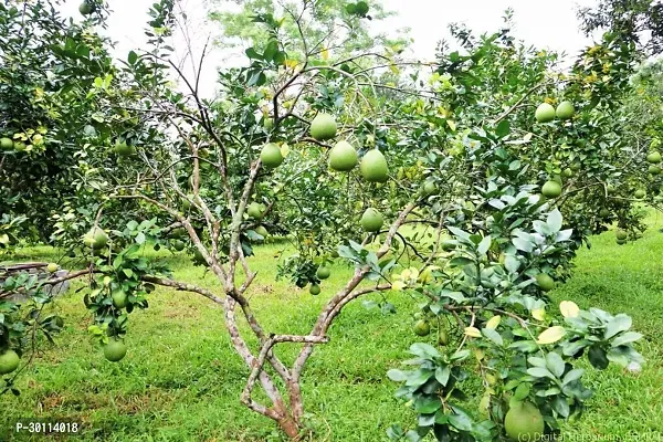 URAN Sweet Lemon Plant