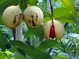 URAN Nutmeg Plant-thumb2