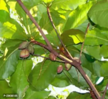 Almond Plant