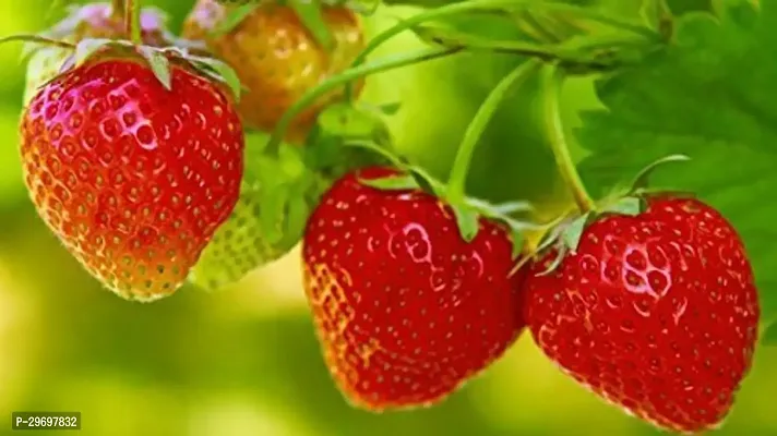 Strawberry Plant