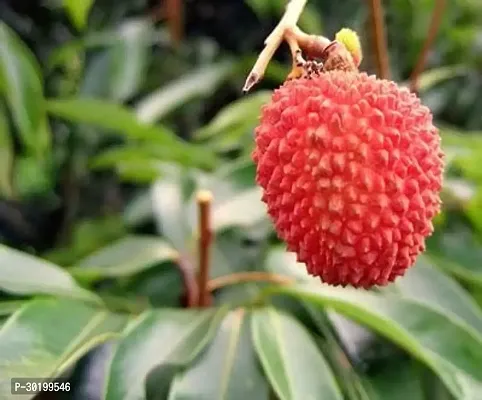 URAN Litchi Plant