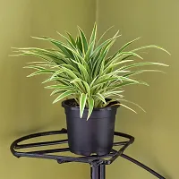 URAN Spider Plant-thumb2