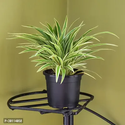 URAN Spider Plant-thumb3