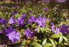 URAN Sadabahar/Periwinkle Plant-thumb2