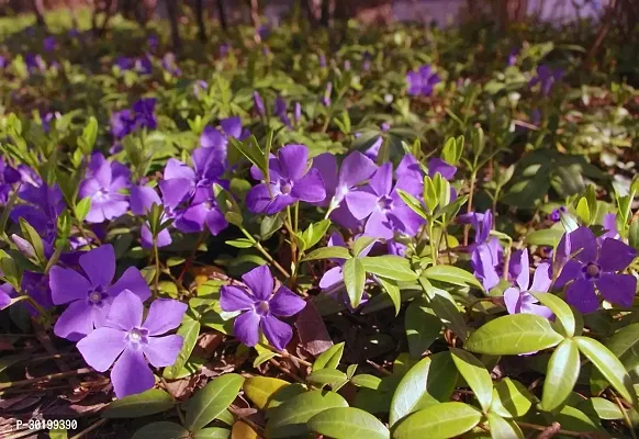 URAN Sadabahar/Periwinkle Plant-thumb3