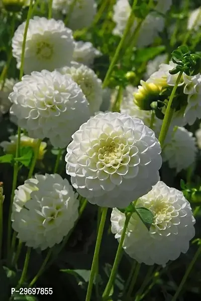 Chrysanthemums/ Guldavari Plant