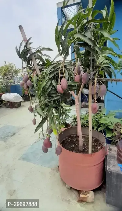 Mango Plant