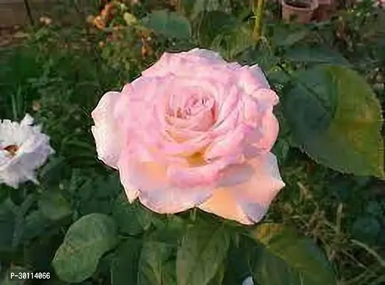 URAN Rose Plant-thumb0