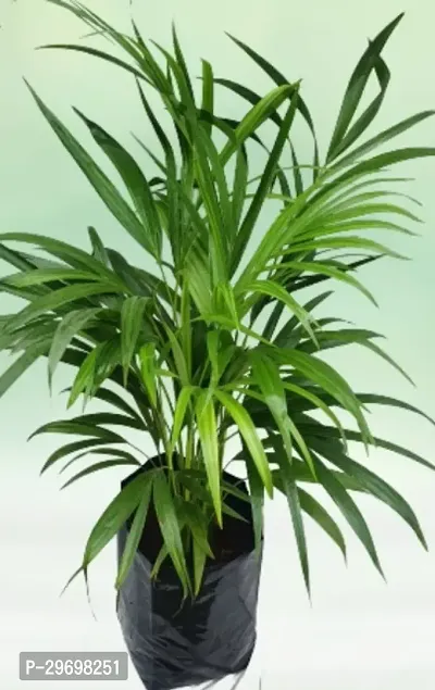 Areca Palm