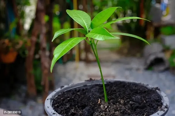 URAN Mango Plant