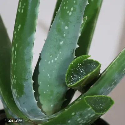 URAN Aloe Vera Plant