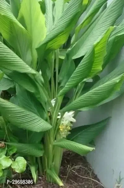 Turmeric Plant-thumb0