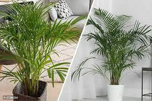 Areca PalmHybrid And GraftedEasy To Grow[AN1001][a189]