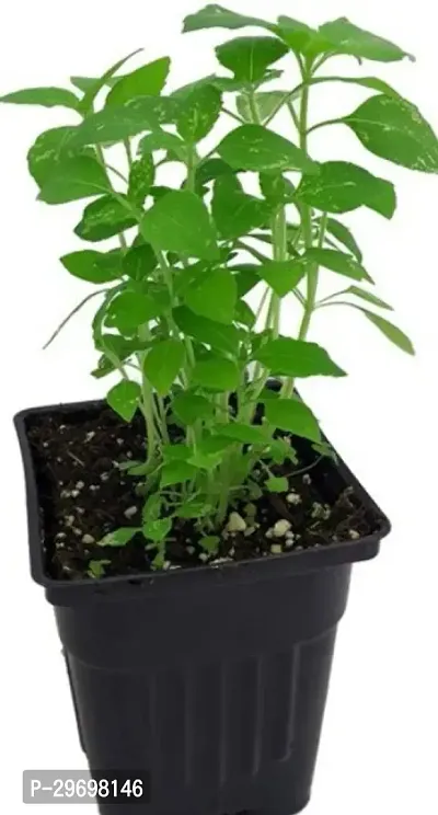 Tulsi Plant