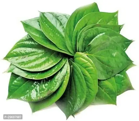 Betel Leaf Plant-thumb0