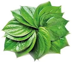 URAN Betel Leaf Plant-thumb1