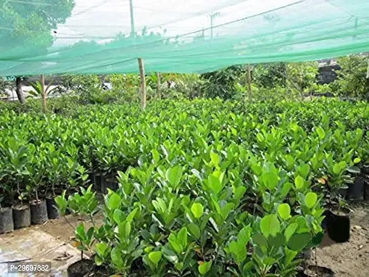 Jackfruit Plant-thumb0