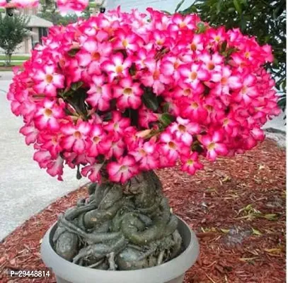 Adenium PlantHybrid And Grafted Easy To Grow | Plant With Growing Bag| Plant Hight 1.5-1.65 Fit [S578]-thumb0