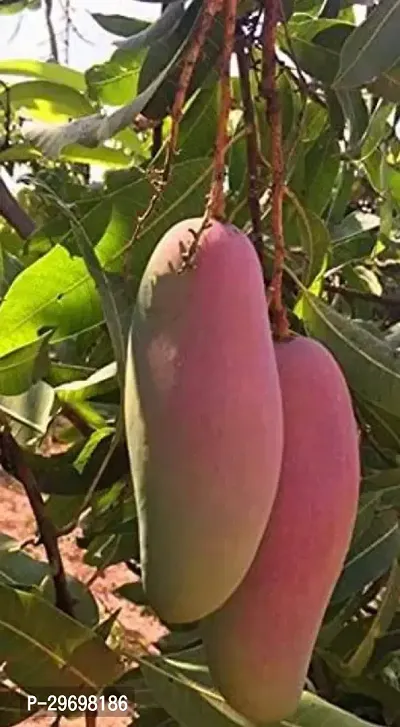 Mango Plant