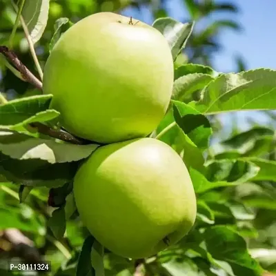 URAN Apple Plant-thumb0