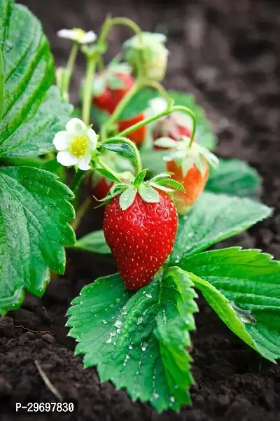 Strawberry Plant-thumb0