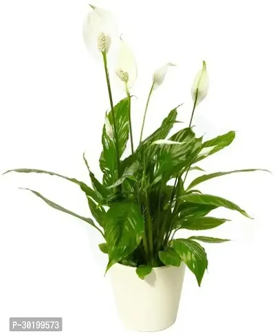 URAN Peace Lily Plant-thumb0