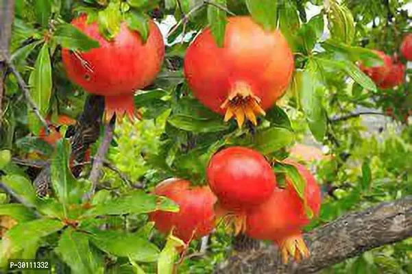 URAN Pomegranate Plant-thumb0