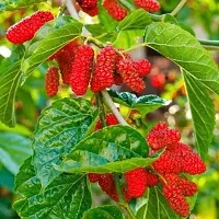 Shahtoot/Mulberry Plant-thumb2