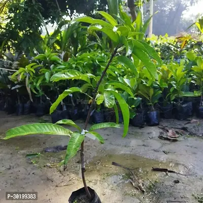 URAN Mango Plant