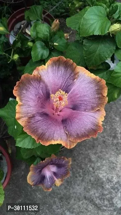 URAN Hibiscus Plant