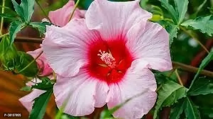 URAN  Hibiscus Plant-thumb0