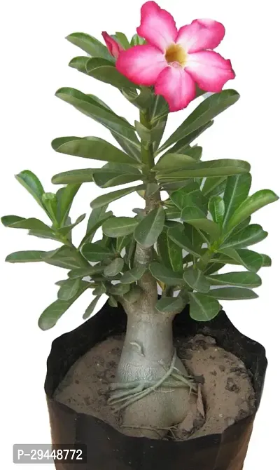 Adenium PlantHybrid And Grafted Easy To Grow | Plant With Growing Bag| Plant Hight 1.5-1.23 Fit [S536]-thumb0