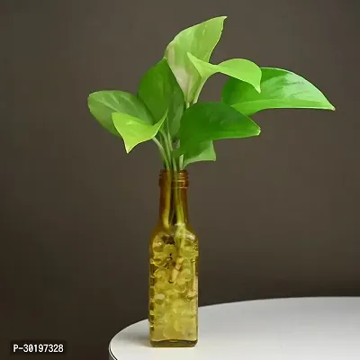 URAN  Money Plant-thumb0