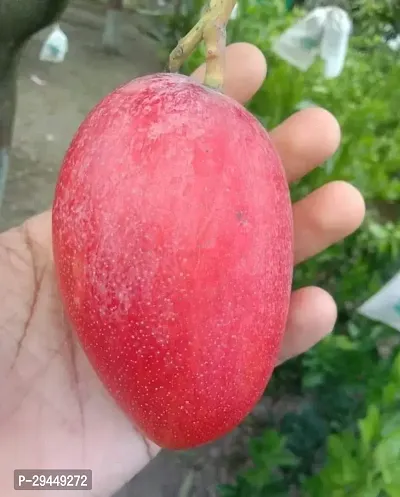 Mango PlantHybrid And Grafted Easy To Grow | Plant With Growing Bag| Plant Hight 1.5-1.430 Fit [S943]-thumb0