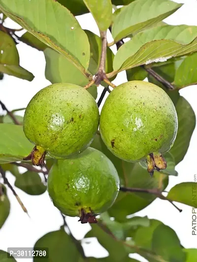 URAN Guava Plant