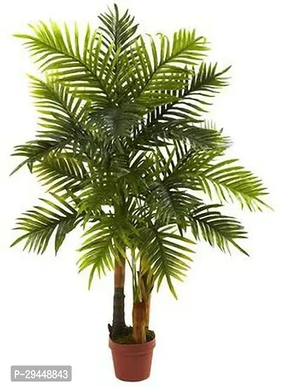 Areca  Hybrid Plant And Grafted Easy To Grow-thumb0