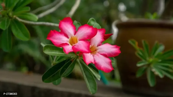 Adenium PlantHybrid And GraftedEasy To Grow[AN1001][a257]