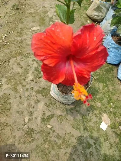 URAN Hibiscus Plant-thumb0