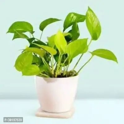 URAN  Money Plant