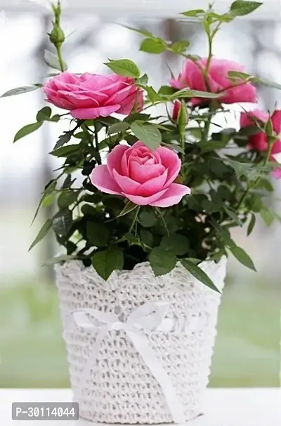 URAN Rose Plant-thumb0