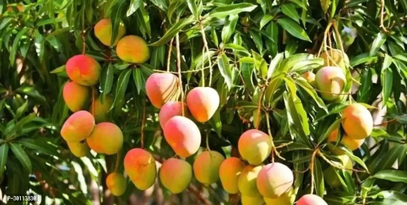 URAN Mango Plant-thumb2