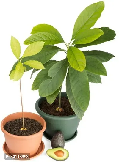 URAN Avocado Plant-thumb0