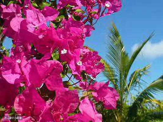 URAN Bougainvillea Plant-thumb0