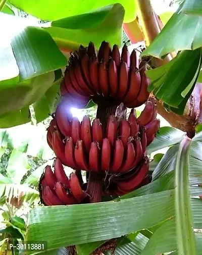 URAN Banana Plant-thumb0