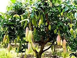 Mango Plant-thumb1