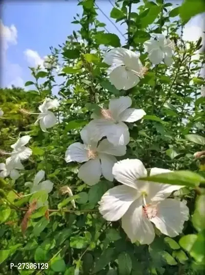 Hibiscus PlantHybrid And GraftedEasy To Grow[AN1001][a025]-thumb0