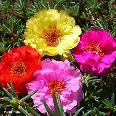 URAN Portulaca Plant-thumb0