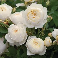 URAN Rose Plant-thumb1